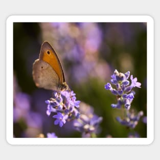 Honeybee on a lavender flower Sticker